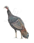 Turkey Art Print