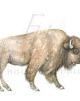 Buffalo Art Print