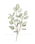 Eucalyptus Art Print