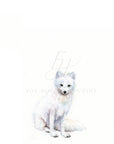 Arctic Fox Art Print