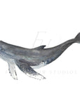 Whale Art Print