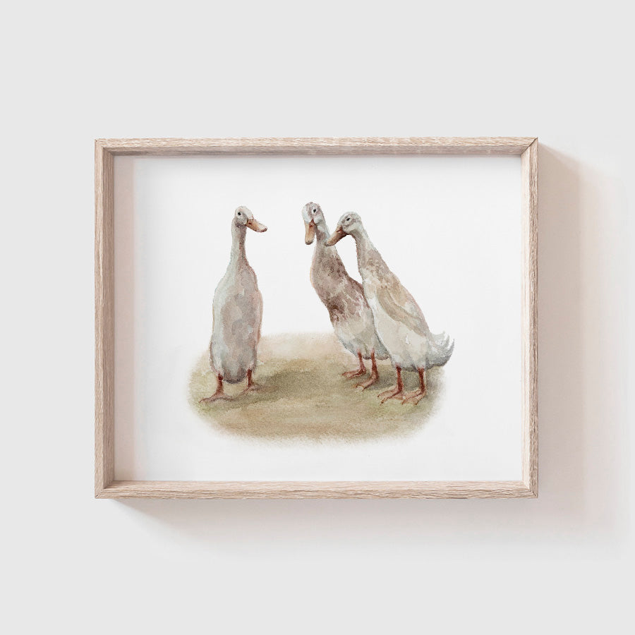 Ducks Art Print