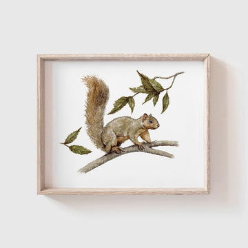 Squirrel Art Print