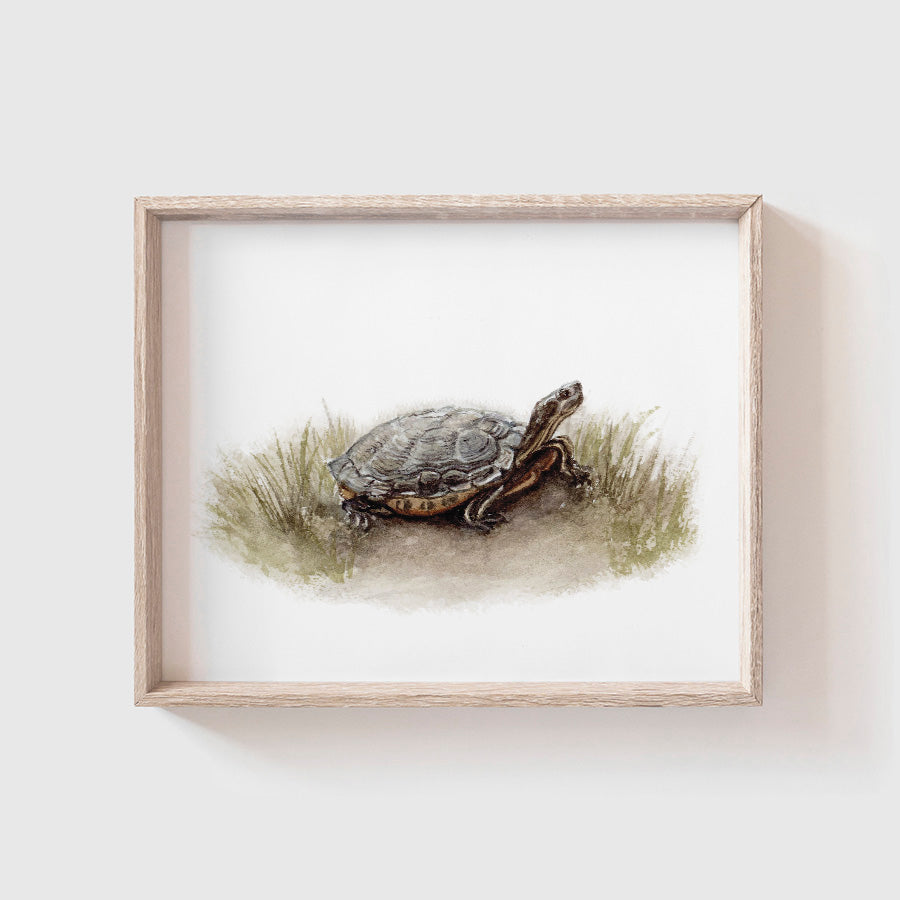 Turtle Art Print