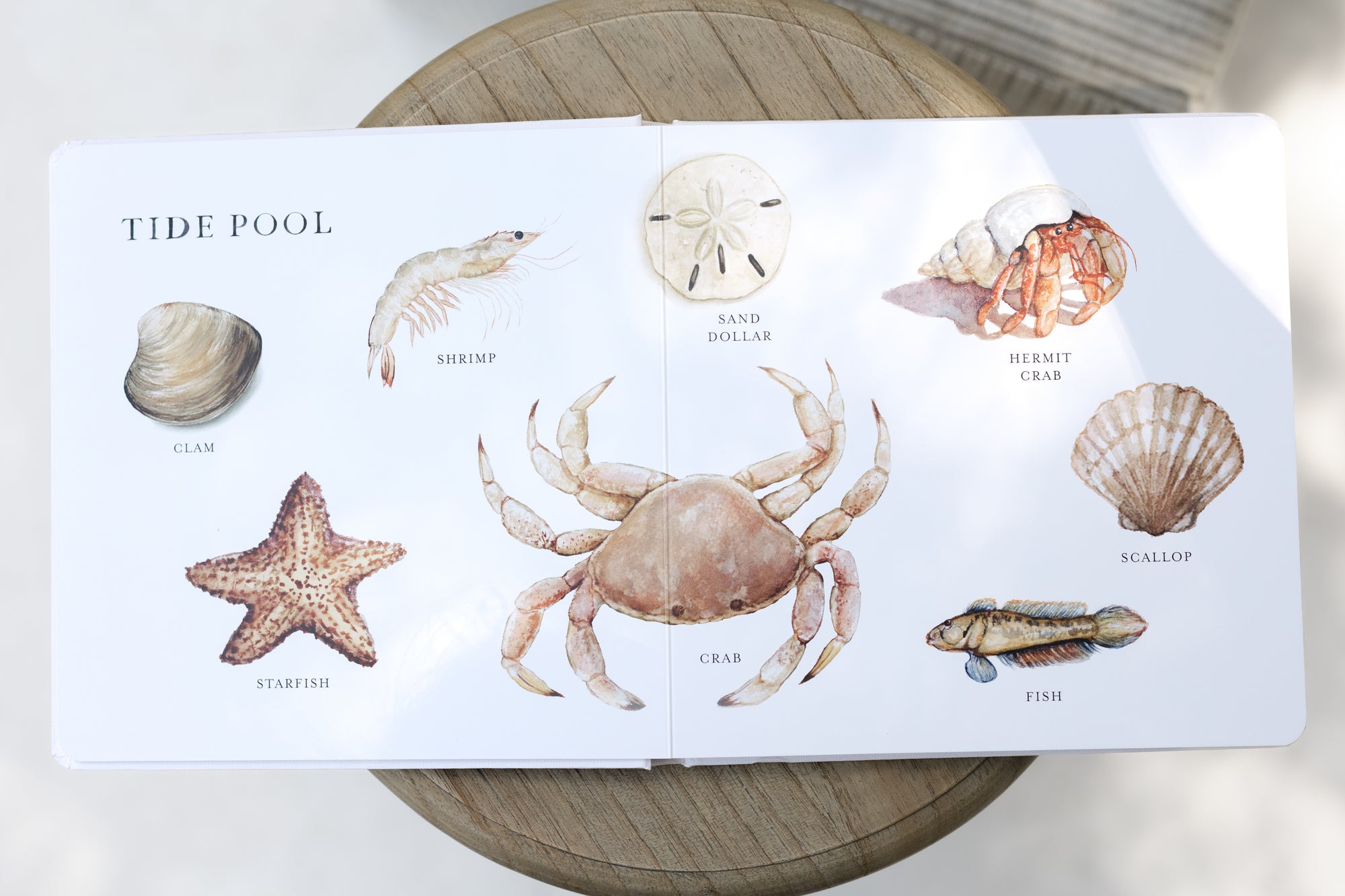 Our Big Book of Animals