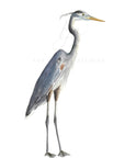 Blue Heron Art Print