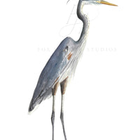 Blue Heron Art Print