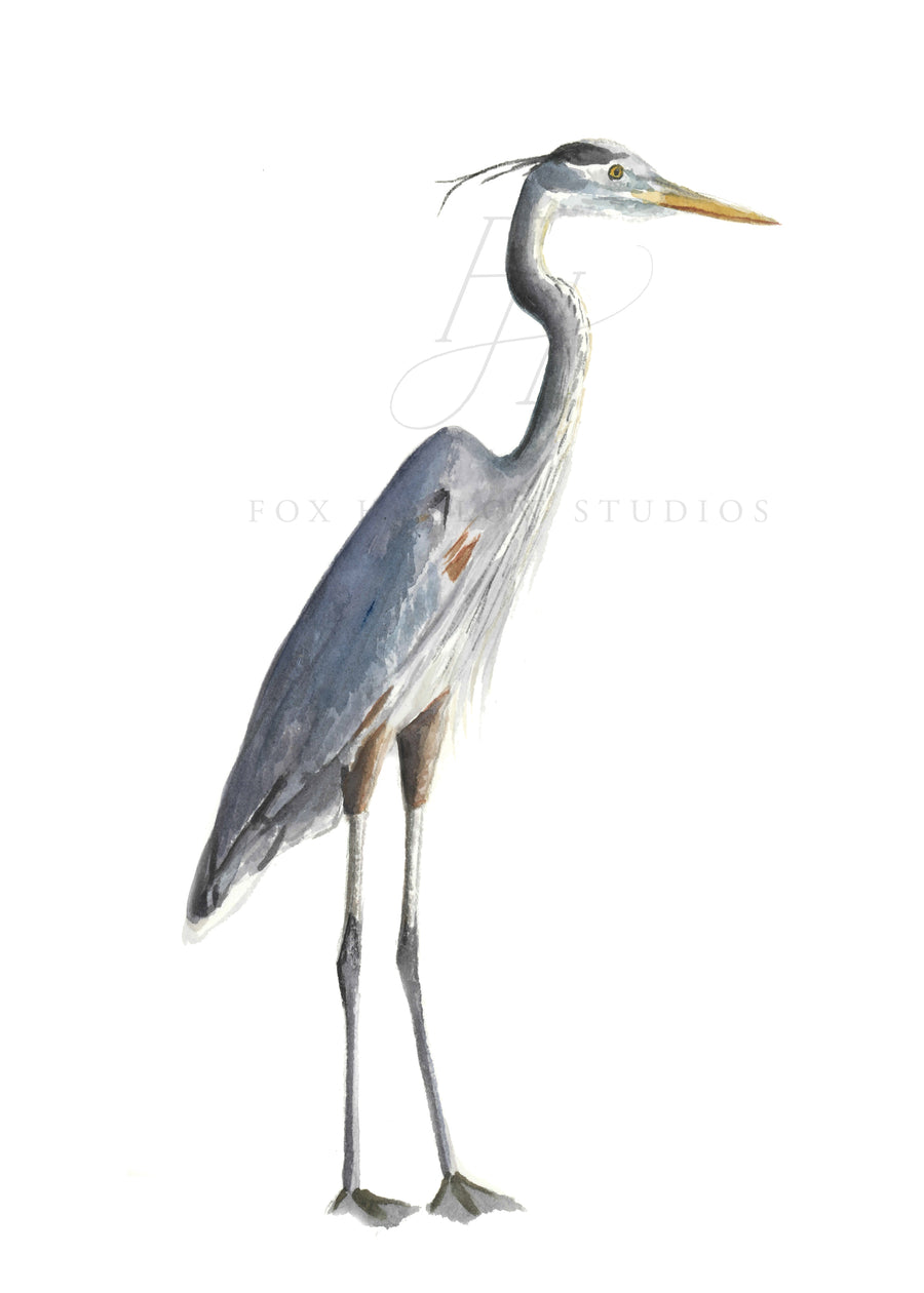 Blue Heron Art Print