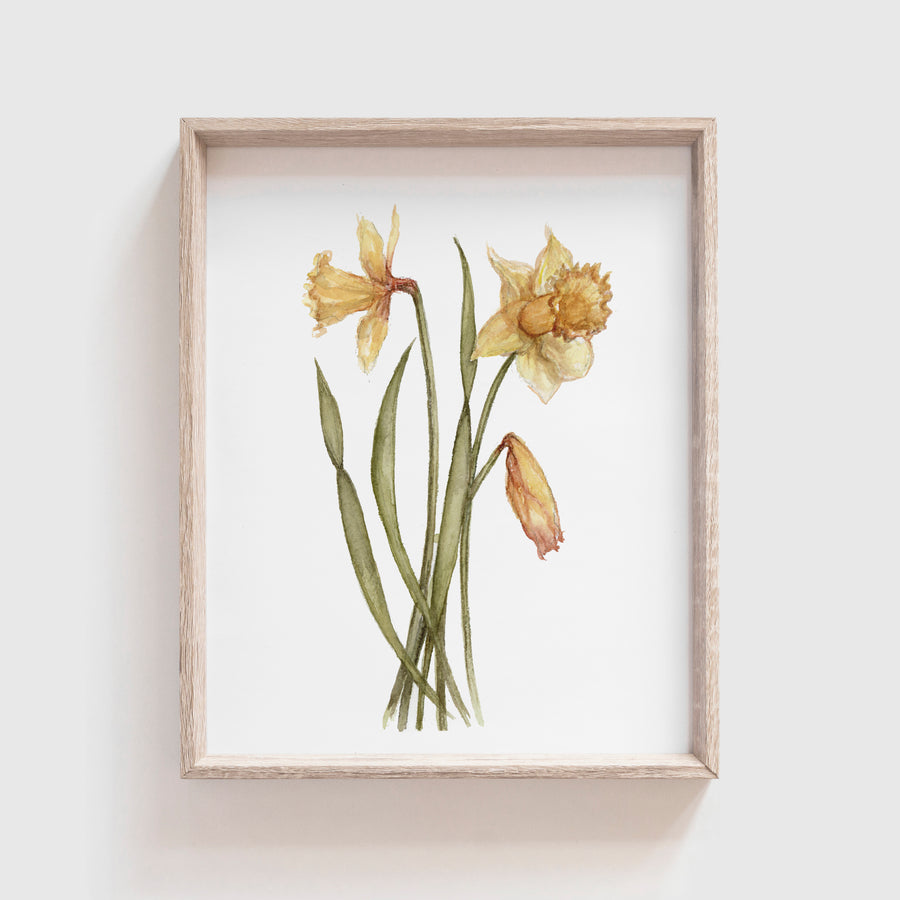 Daffodil Art Print