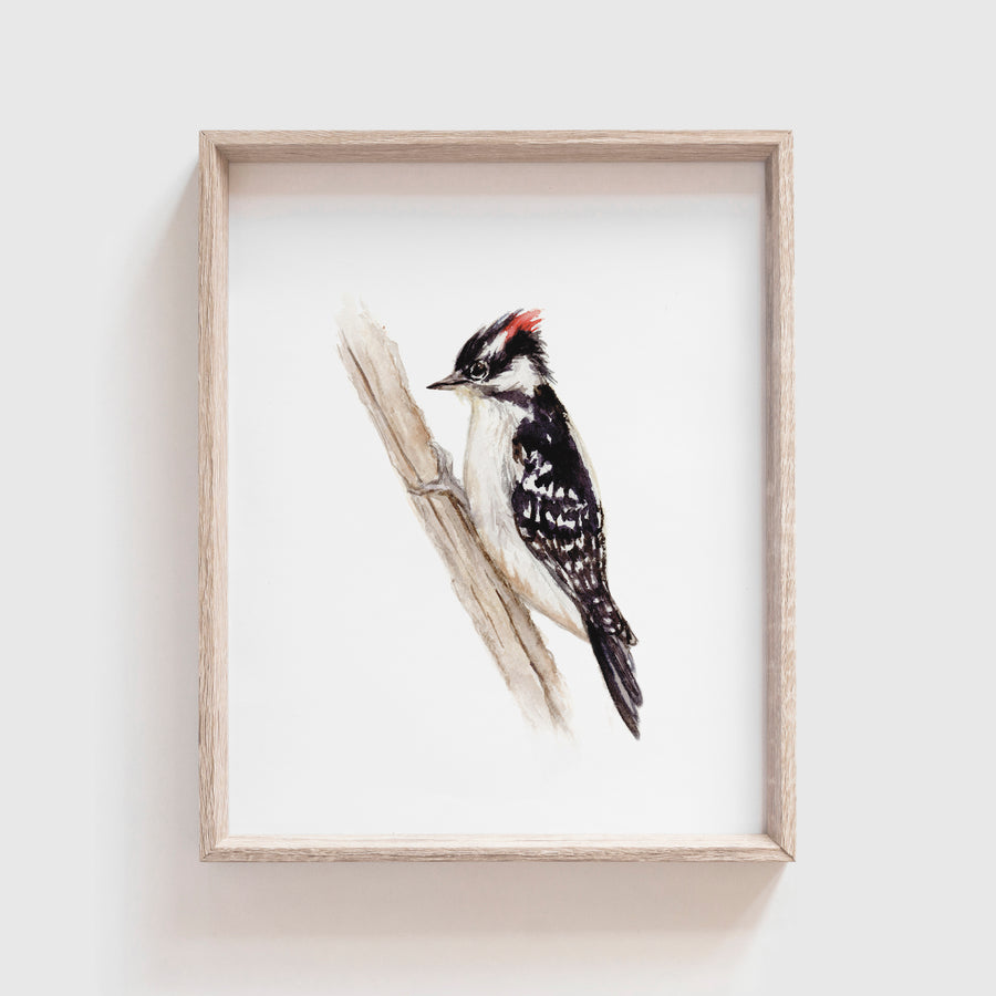 Downy Woodpecker Art Print