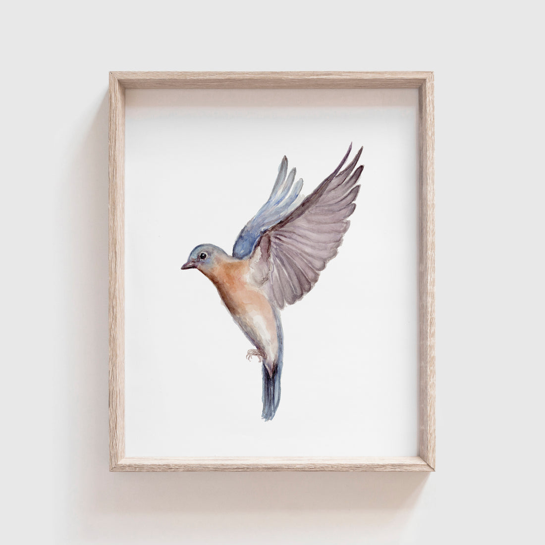 Eastern Bluebird Art Print