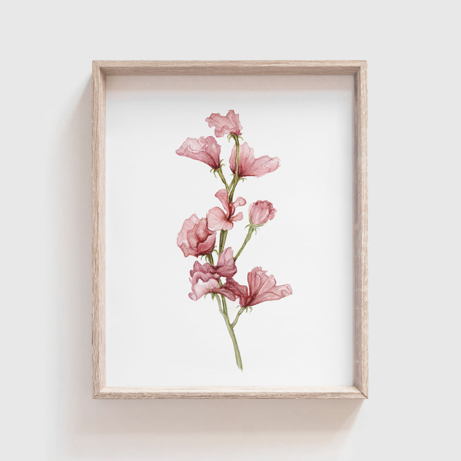 Sweet Pea Art Print