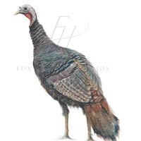 Turkey Art Print