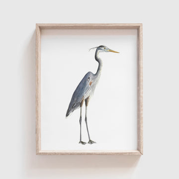 Blue Heron Art Print