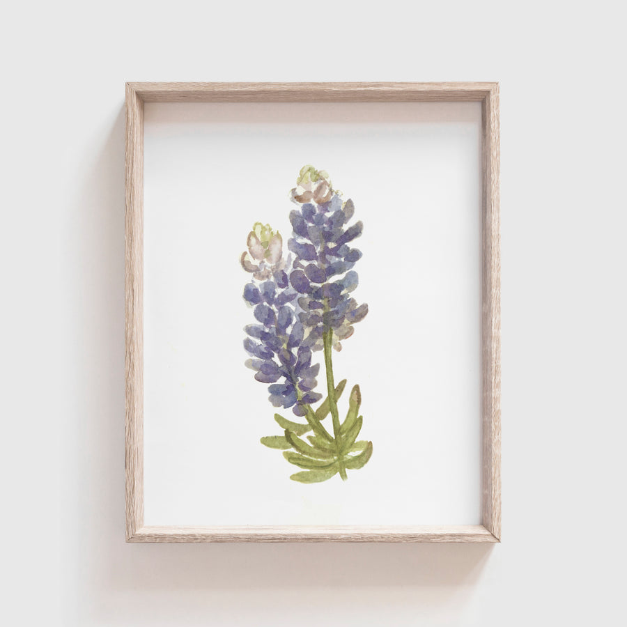 Bluebonnet Art Print