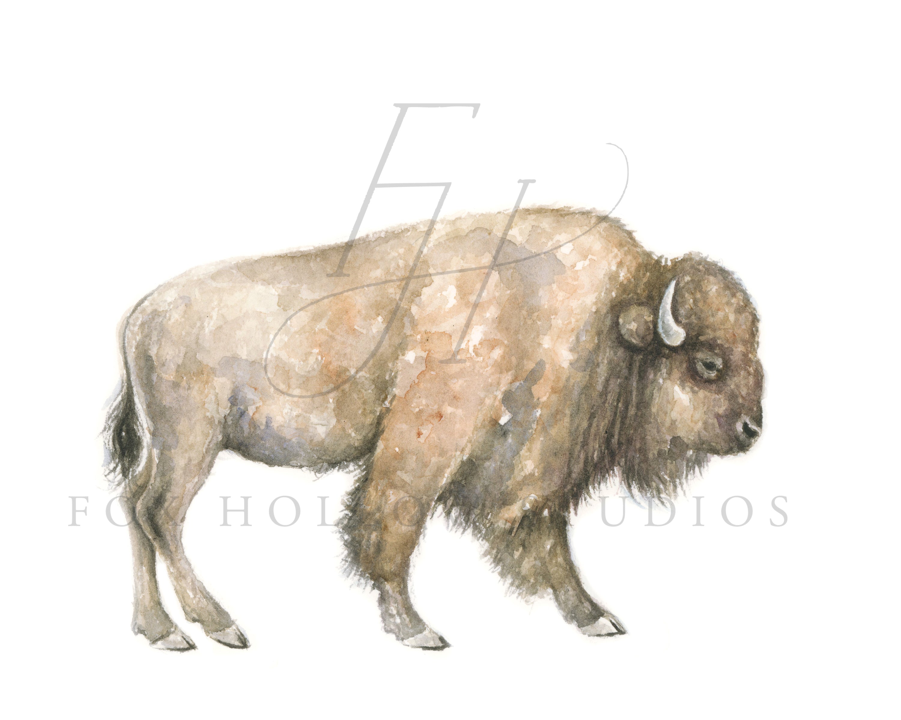 Buffalo Art Print | Made in the USA | Fox Hollow Studios – Tabitha