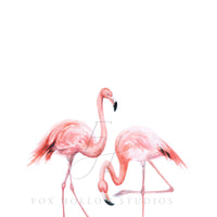 Flamingos Art Print