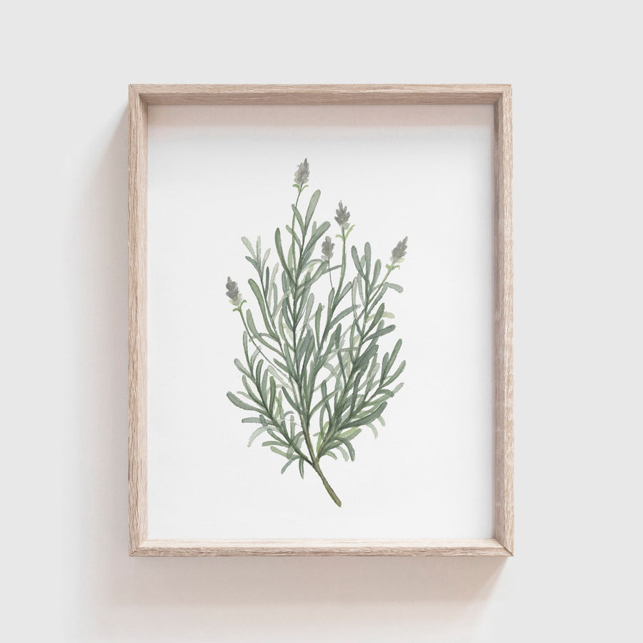 Lavender Art Print