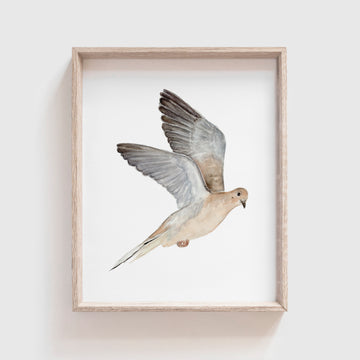 Mourning Dove Art Print