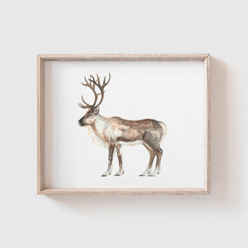 Reindeer Art Print