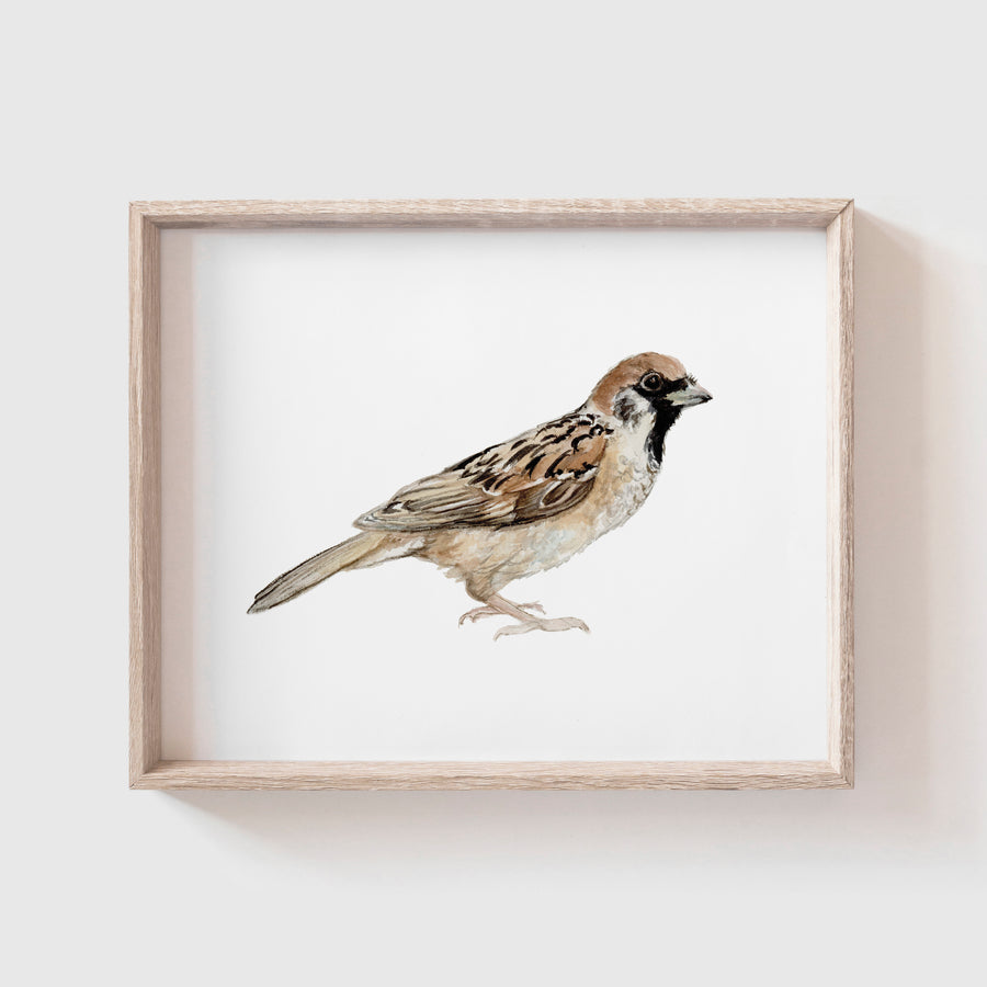 Sparrow Art Print