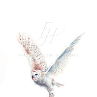 Arctic Owl Art Print