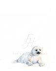 Arctic Seal Art Print