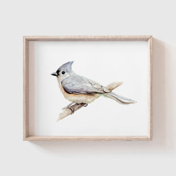 Tufted Titmouse Art Print