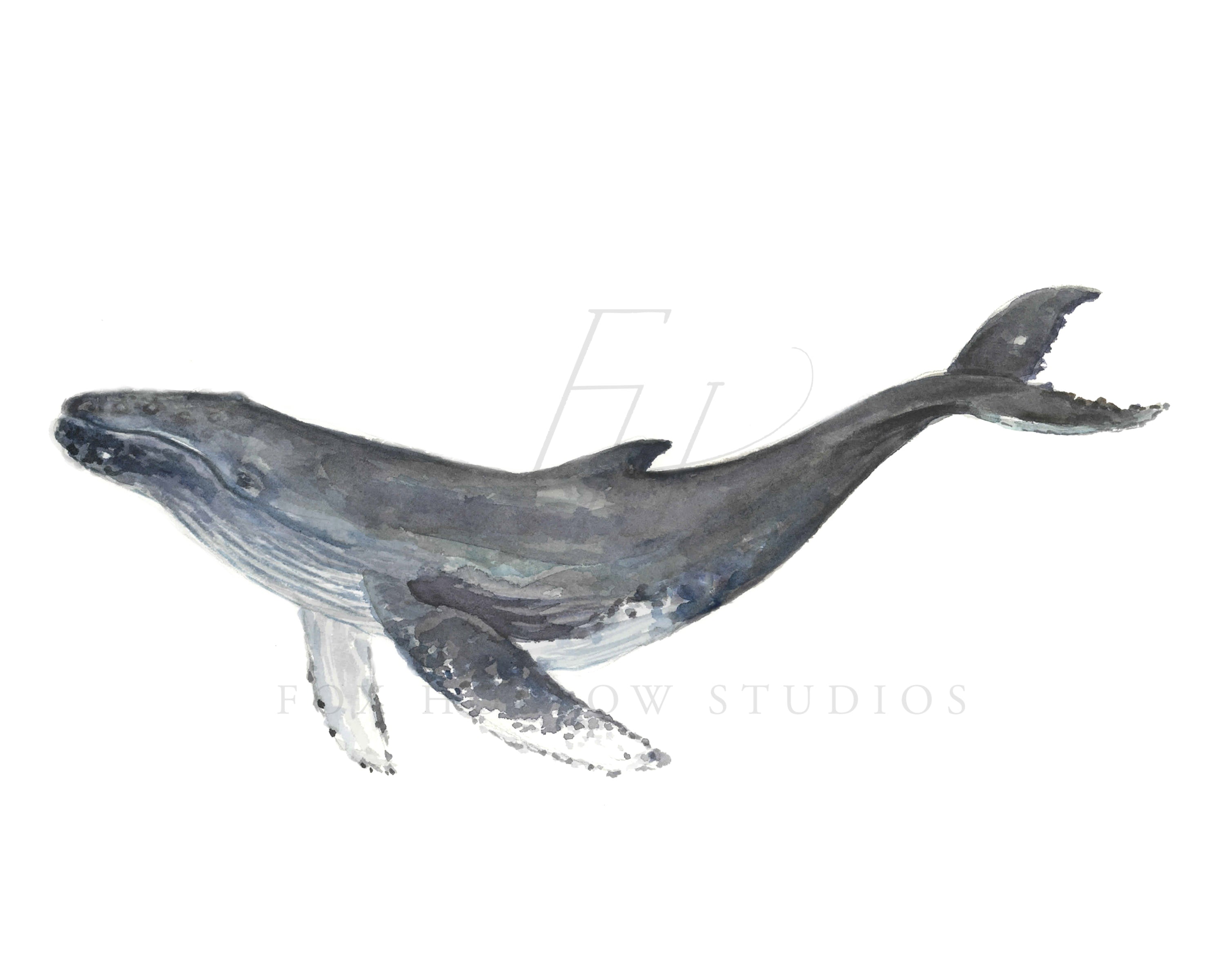 Whale Art Print | Made in the USA | Fox Hollow Studios – Tabitha Paige