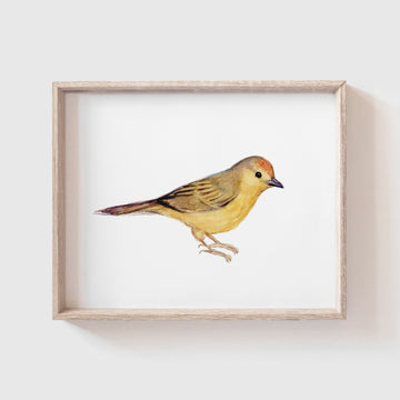 Yellow Warbler Art Print